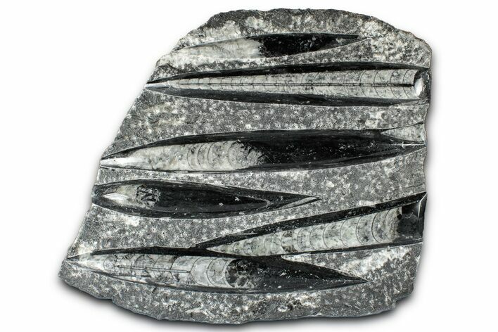 Polished Fossil Orthoceras (Cephalopod) Plate - Morocco #348444